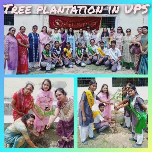 Tree Plantation